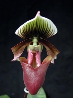 Bild von Paphiopedilum curtisii 2